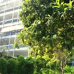 Climatise A Les Pins Dans Avec Piscine Apartment *